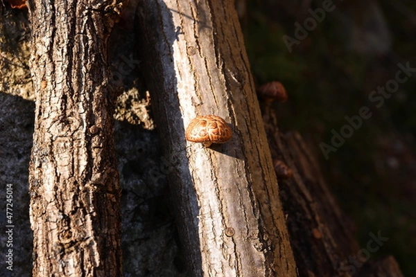 Fototapeta シイタケ栽培