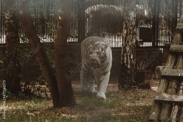 Fototapeta white tiger walks through the aviary, a symbol of the year, a beautiful predatory animal