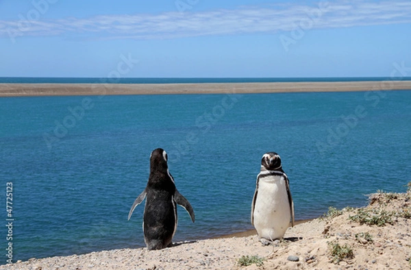 Fototapeta Ridiculous couple of penguins Magellanic on the Atlantic coast.