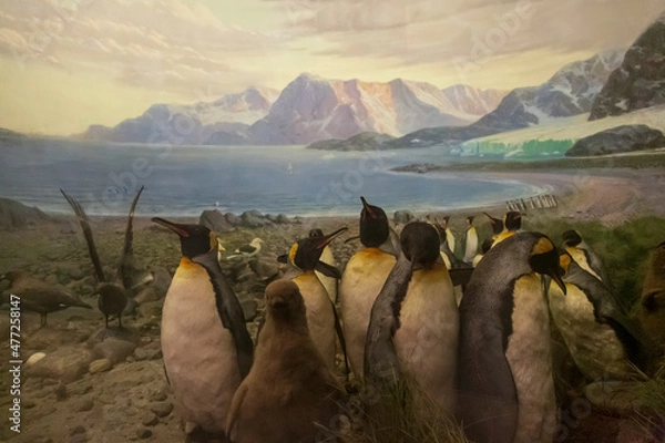 Obraz landscape with penguins museum exibit