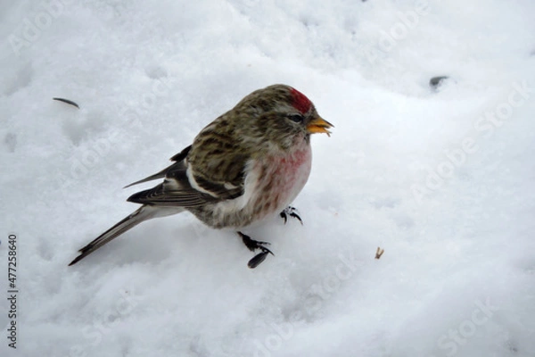 Fototapeta A male common redpoll with a bright red patch on its forehead and a red breast standing in snow and eating sunflower seeds