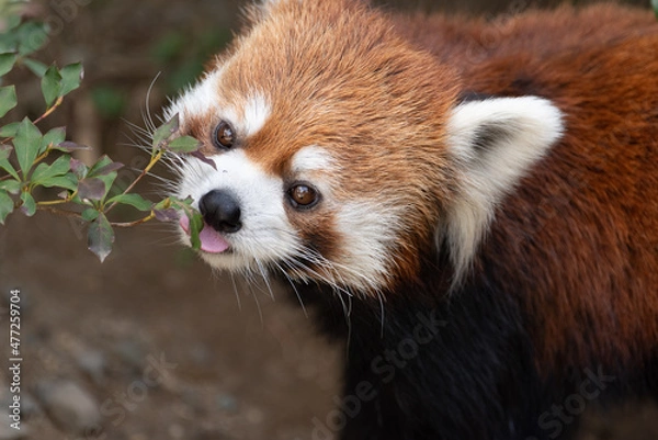 Fototapeta レッサーパンダ