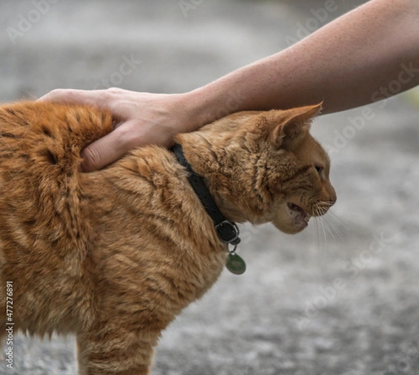 Obraz person petting a cat