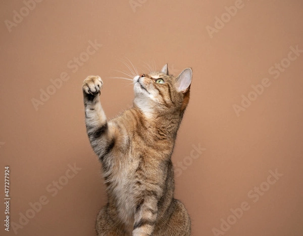 Fototapeta brown tabby cat raising paw looking up on light brown background with copy space