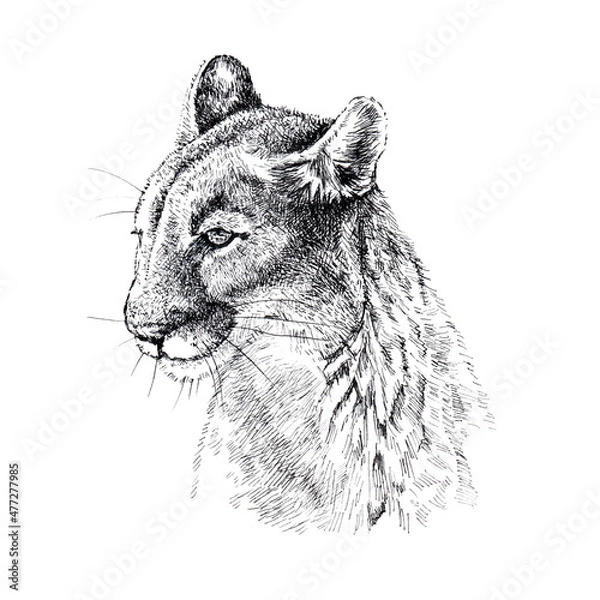 Obraz Cougar head drawing
