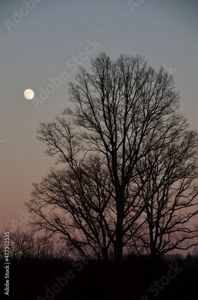 Obraz pleine lune en forêt