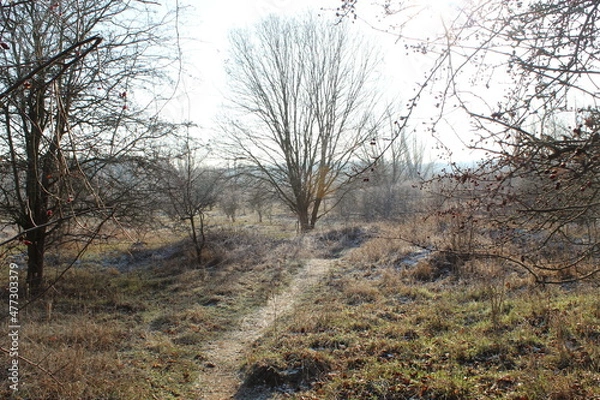 Obraz Bäume im Winter