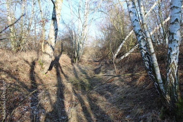 Obraz Bäume im Winter