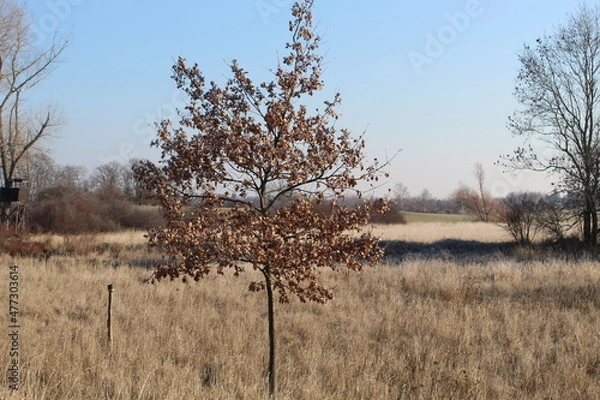 Obraz Ein Baum im Winter