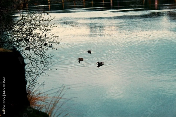Obraz Der Fluss Saale mit Enten