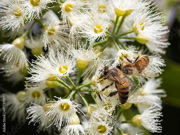 Obraz bee on the flower