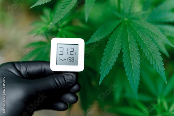 Obraz Hygrometer, thermometer used to monitor the growth and development of medicinal cannabis, marijuana. Hand holds an electronic device for measuring humidity and temperature on cannabis plantation
