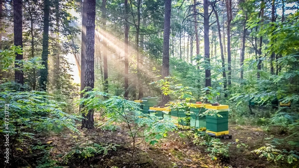 Obraz akacja pasieka