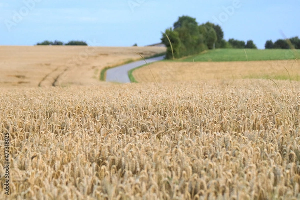 Fototapeta Weizenfeld