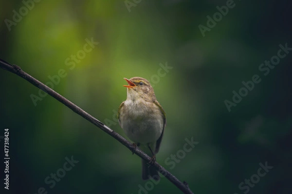 Fototapeta Willow warbler