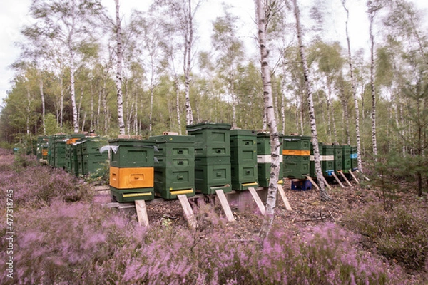 Fototapeta pasieka na wrzosie