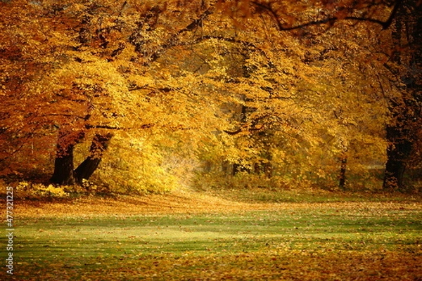 Obraz Jesień