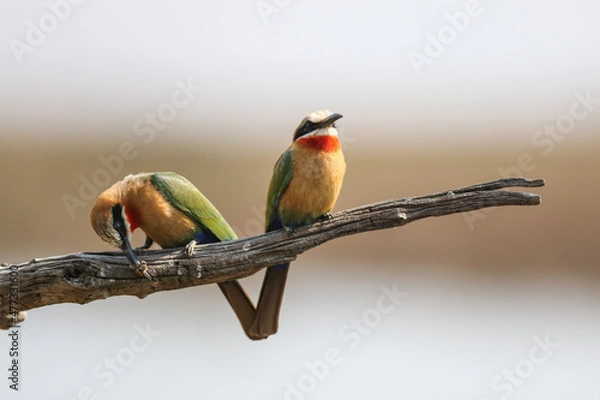 Fototapeta Bee-Eater Breeding Pair