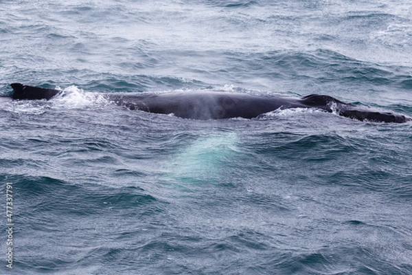 Obraz humpback whale in the north