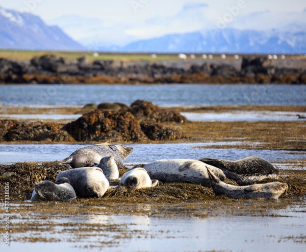 Obraz seals in iceland