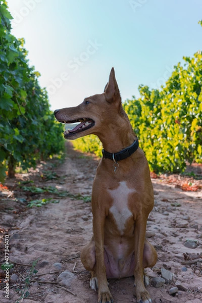 Fototapeta Vertical image of a cute dog sitting in a field of vines, on a sunny day with a blue sky.