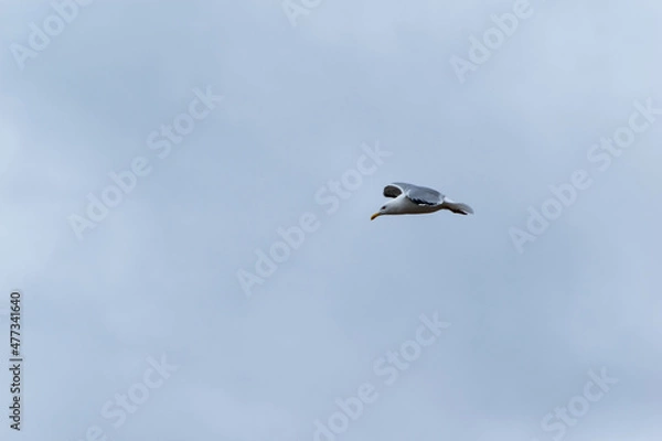 Obraz seagull in flight