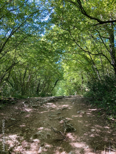 Obraz Forest Path