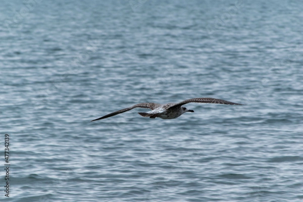 Obraz seagull over sea