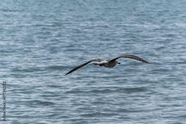 Obraz seagull over sea