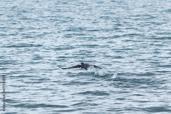 Obraz cormorant taking off
