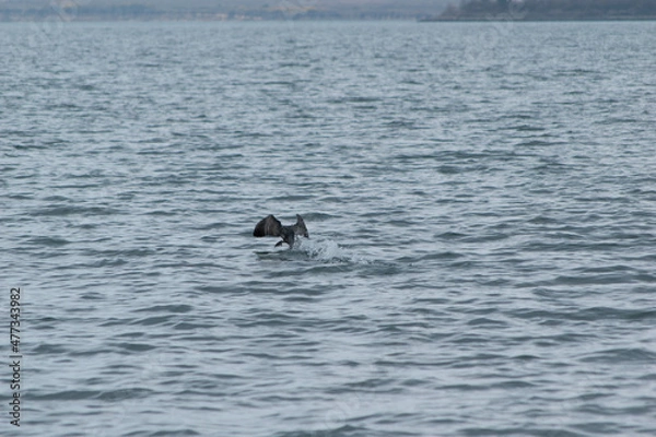 Obraz cormorant taking off