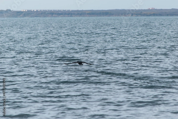 Obraz cormorant taking off