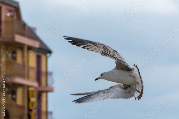 Obraz urban seagull in flight