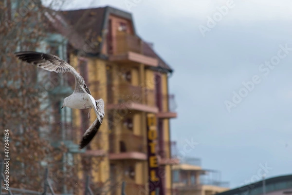 Obraz urban seagull in flight