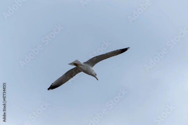 Obraz seagull in flight