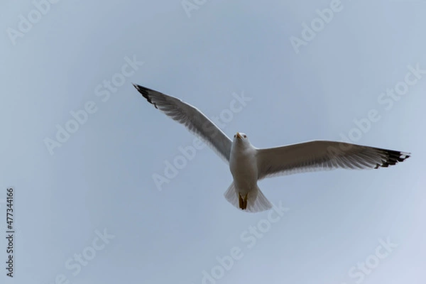 Obraz seagull in flight