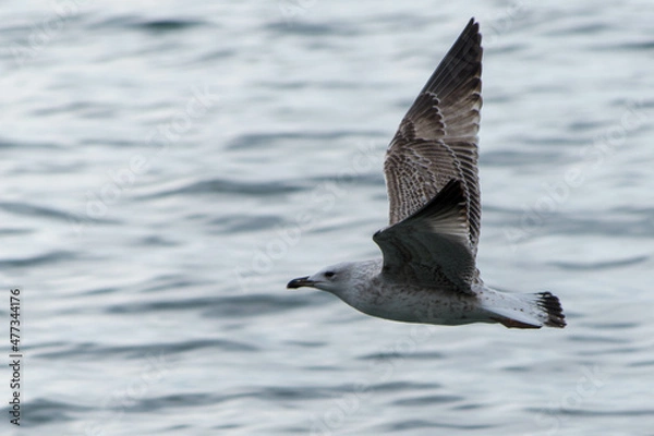 Obraz seagull in flight
