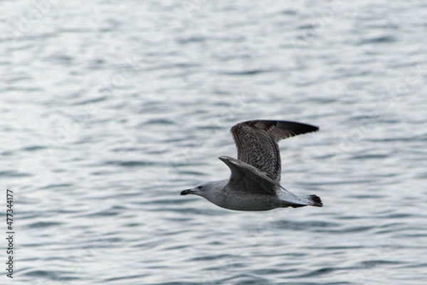 Obraz seagull in flight