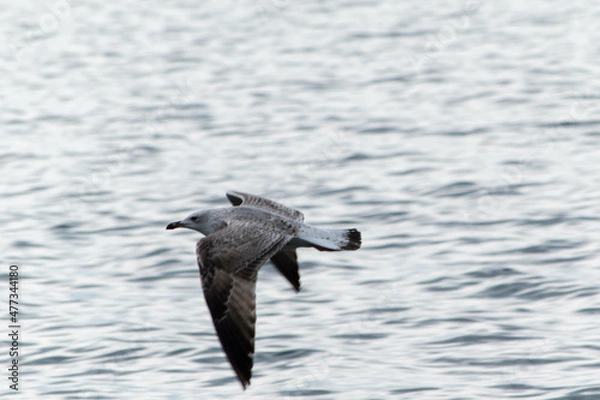 Obraz seagull in flight