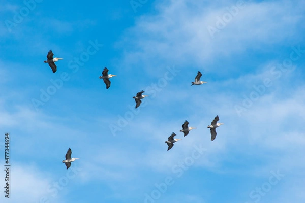 Obraz pelican flock