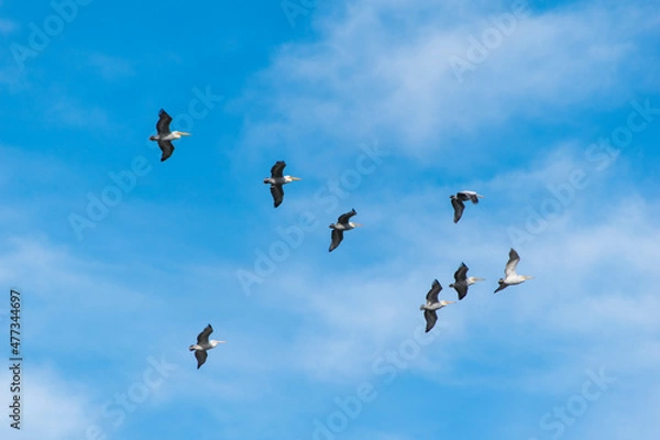 Obraz pelican flock