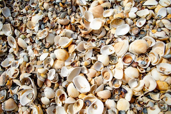 Fototapeta lots of seashells on the beach
