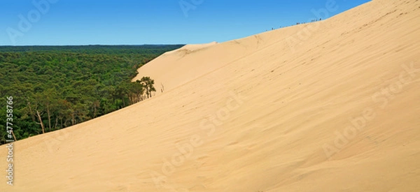 Obraz La haute dune du Pilat  dont le sable envahit la forêt des Landes de Gascogne.