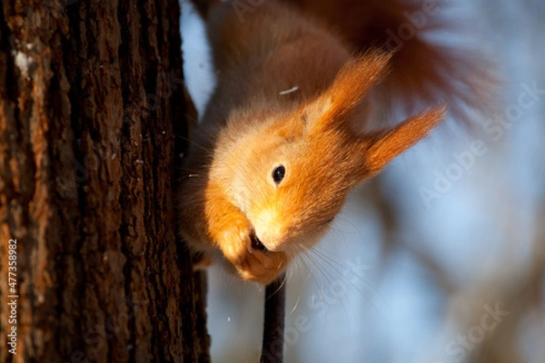 Obraz beautiful fluffy red squirrel (Sciurus vulgaris) in winter forest