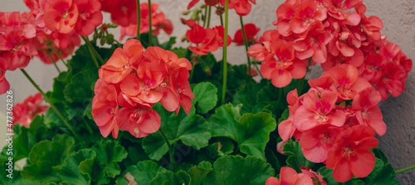 Obraz Floral red background. Red geranium flowers against the pink wall. Horizontal image