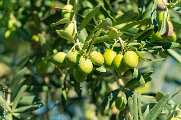 Obraz Green Olives on the tree before harvest