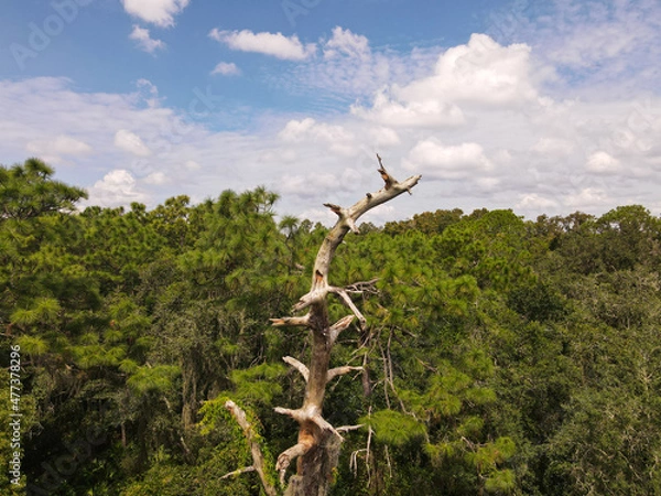 Obraz tree in the mountains