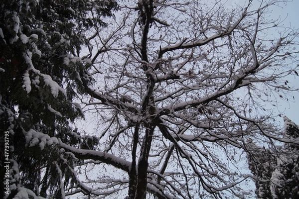 Obraz Tree branches covered by snow 