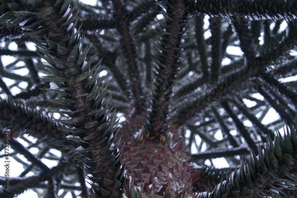 Obraz Monkey puzzle tree covered by snow