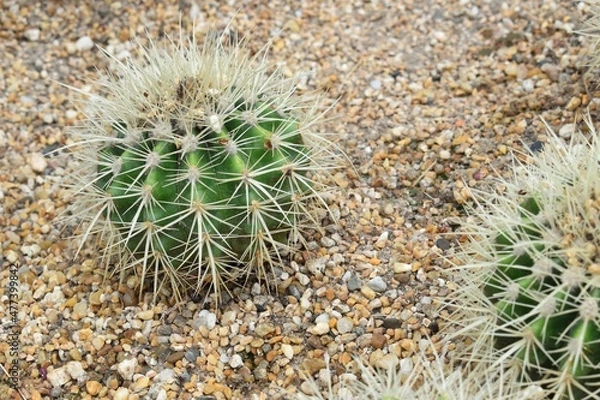 Fototapeta A cactus with small white thorns. On a brown background of small stones.